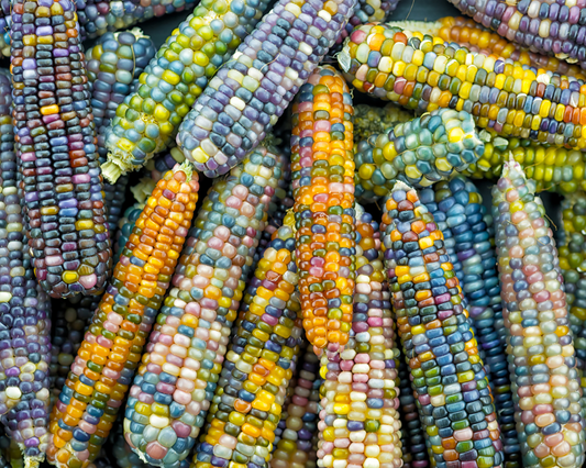 Packet of Seeds 'n Such Glass Gem Corn Seeds showing vibrant multicolored kernels on the seed packet.
