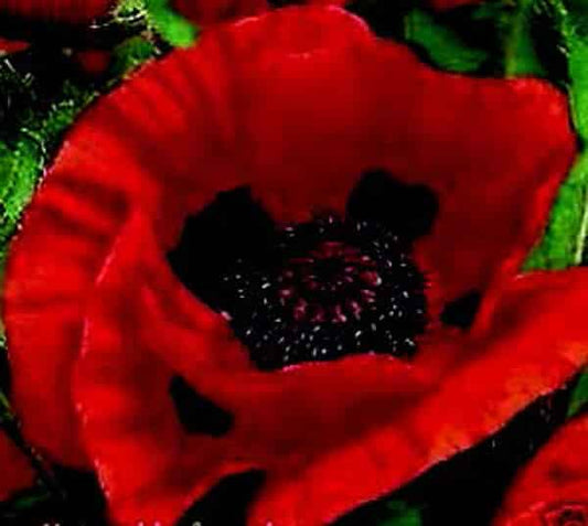 Packet of Seeds 'n Such Great Red Oriental Poppy seeds showing vibrant red flower images and seed packet design