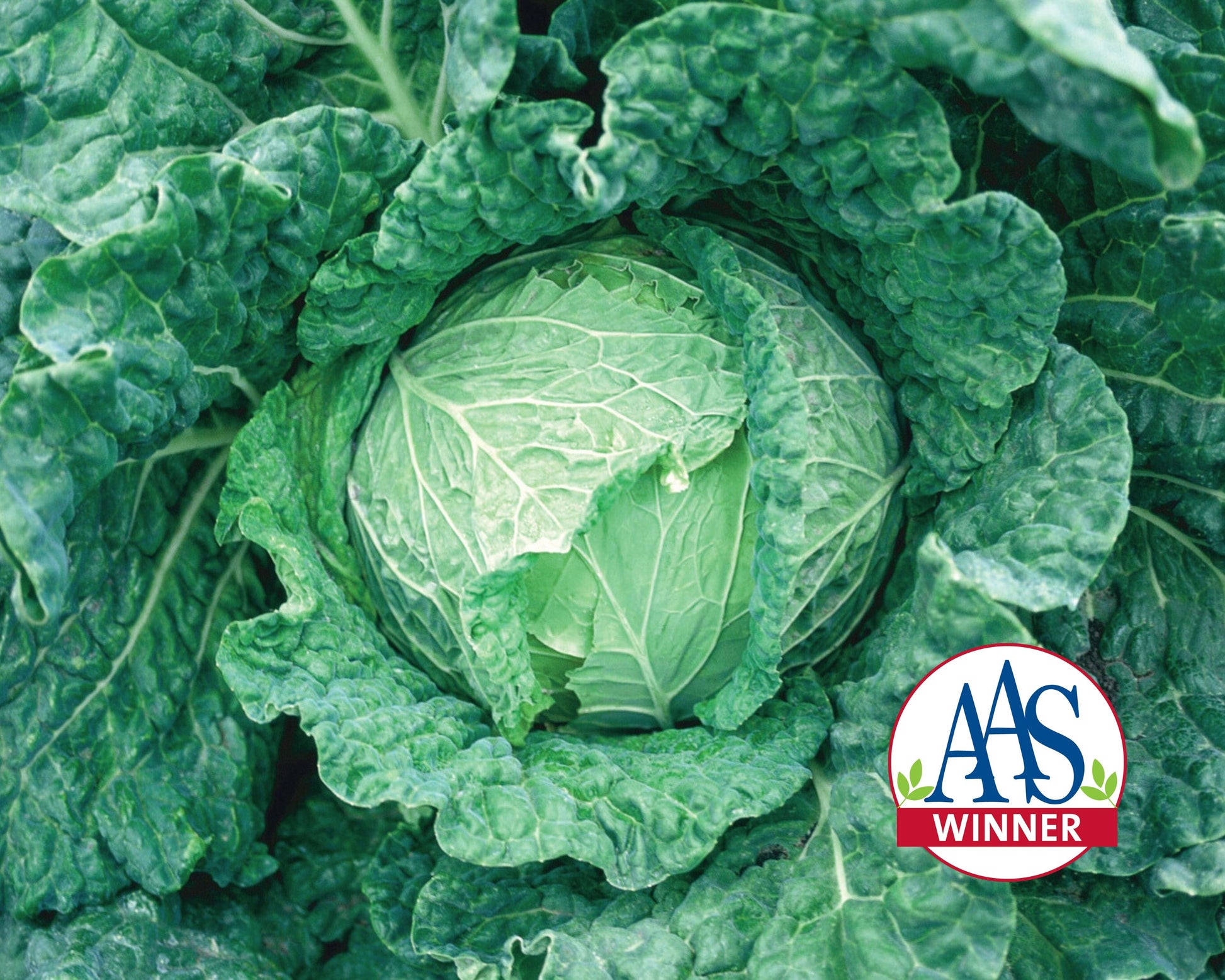 Packet of Seeds 'n Such Savoy King Hybrid Savoy Cabbage Seeds showing 75 seeds in a colorful packet.