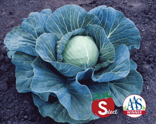 Packet of Stonehead Hybrid Cabbage Seeds by Seeds 'n Such showing 75 seeds in a colorful packet.