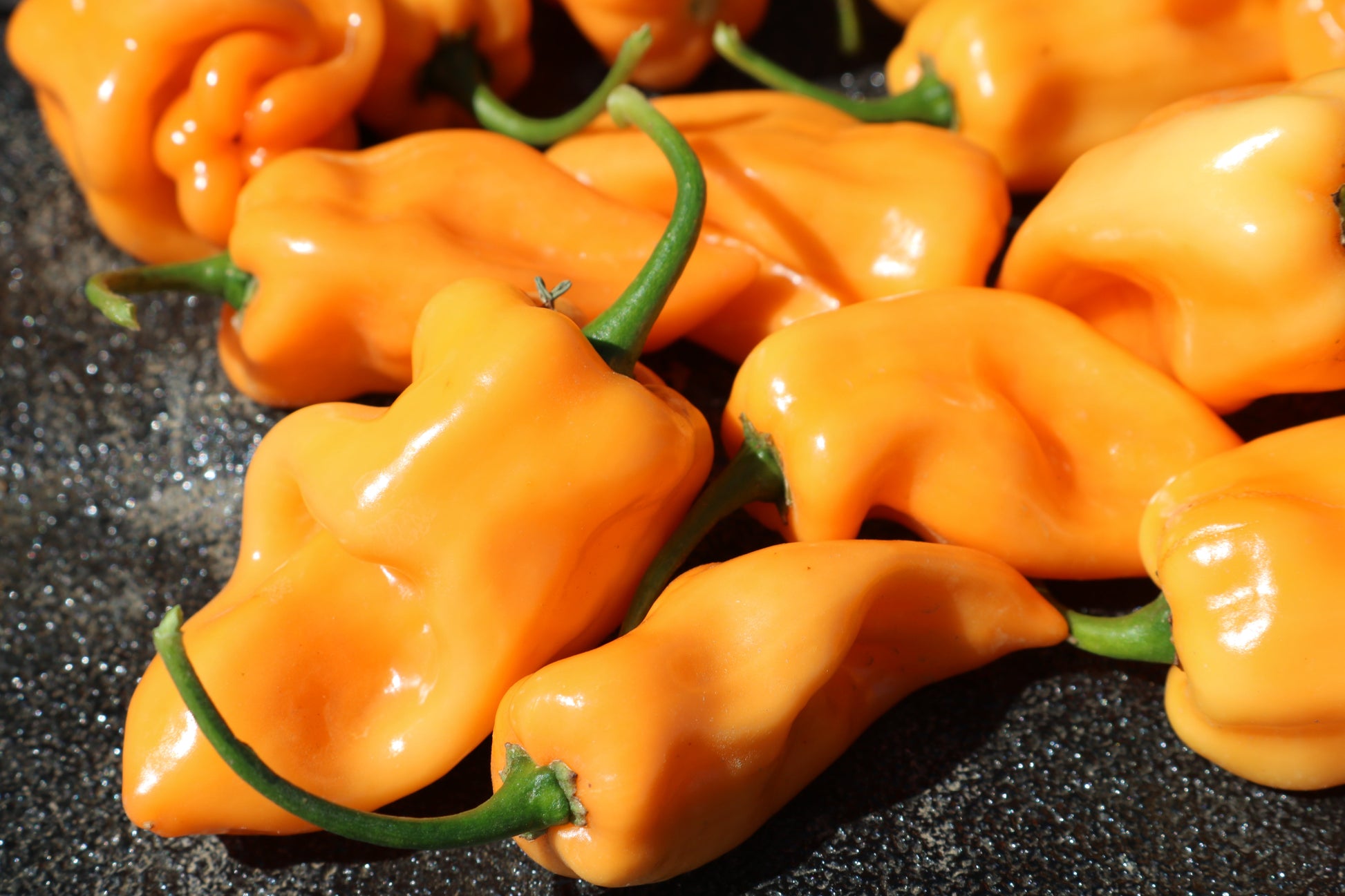 Packet of Chichen Itza Hybrid Pepper Seeds from Seeds 'n Such showing 8-10 seeds in a colorful packet.