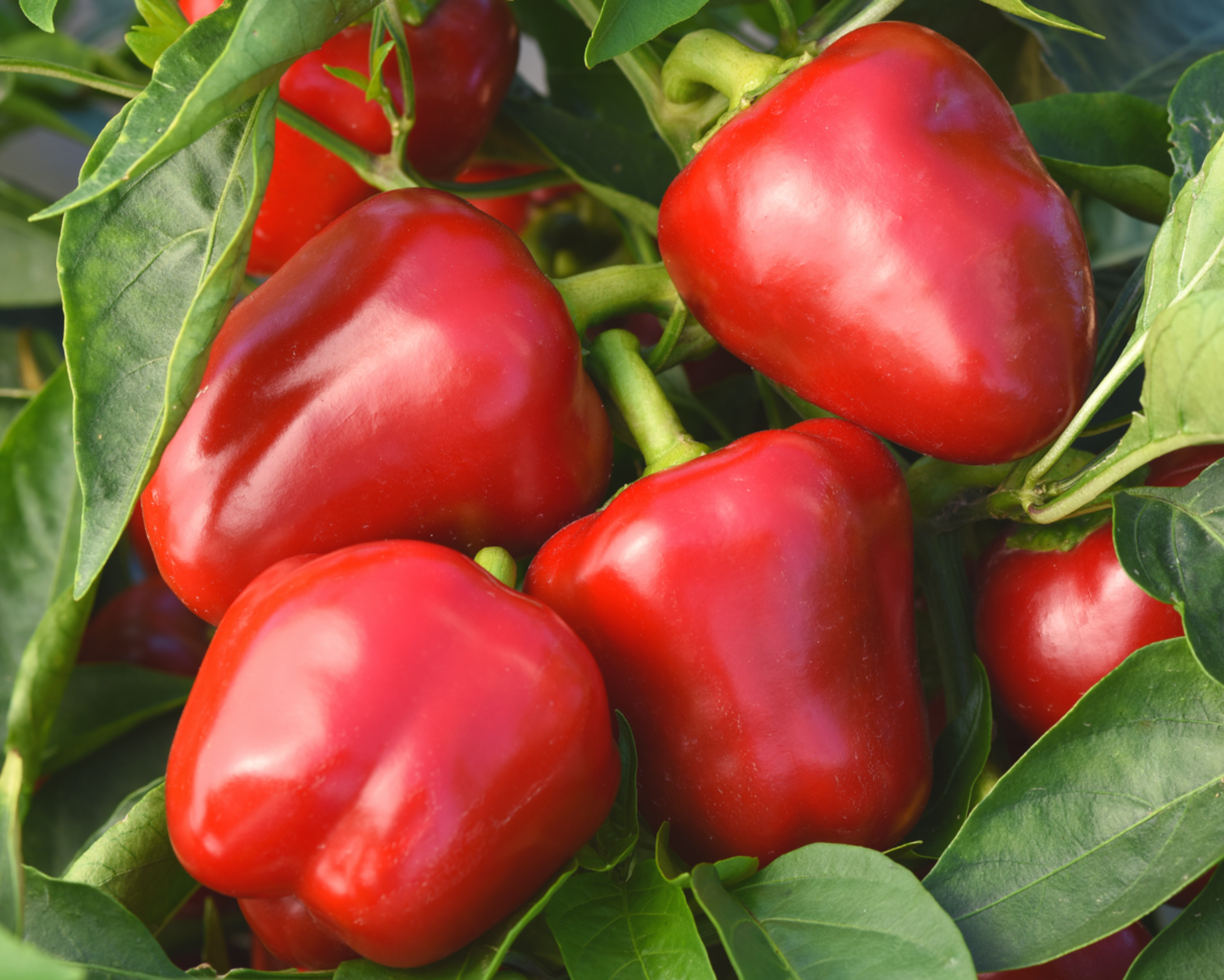 Packet of Snackabelle Red Hybrid Pepper Seeds by Seeds 'n Such, featuring bright red pepper seed packet with 8-10 seeds inside