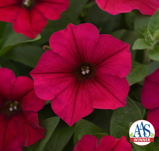 Carmine Velour Wave Spreading Petunia seed packet from Seeds 'n Such, featuring vibrant petunia flower images and 8 pellets for planting.