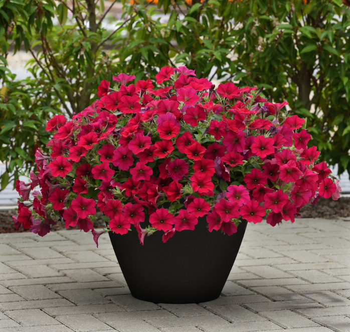 Carmine Velour Wave spreading Petunia seed packet from Seeds 'n Such with 8 pellets for vibrant garden flowers