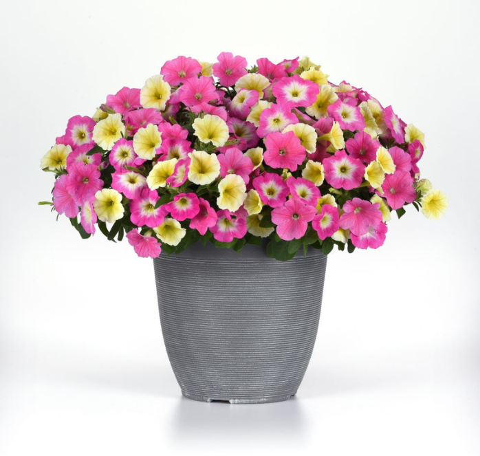 E3 Easy Wave Sweet Taffy Mix hybrid Petunia seeds in a Seeds 'n Such packet with 8 pellet packs for vibrant garden blooms.