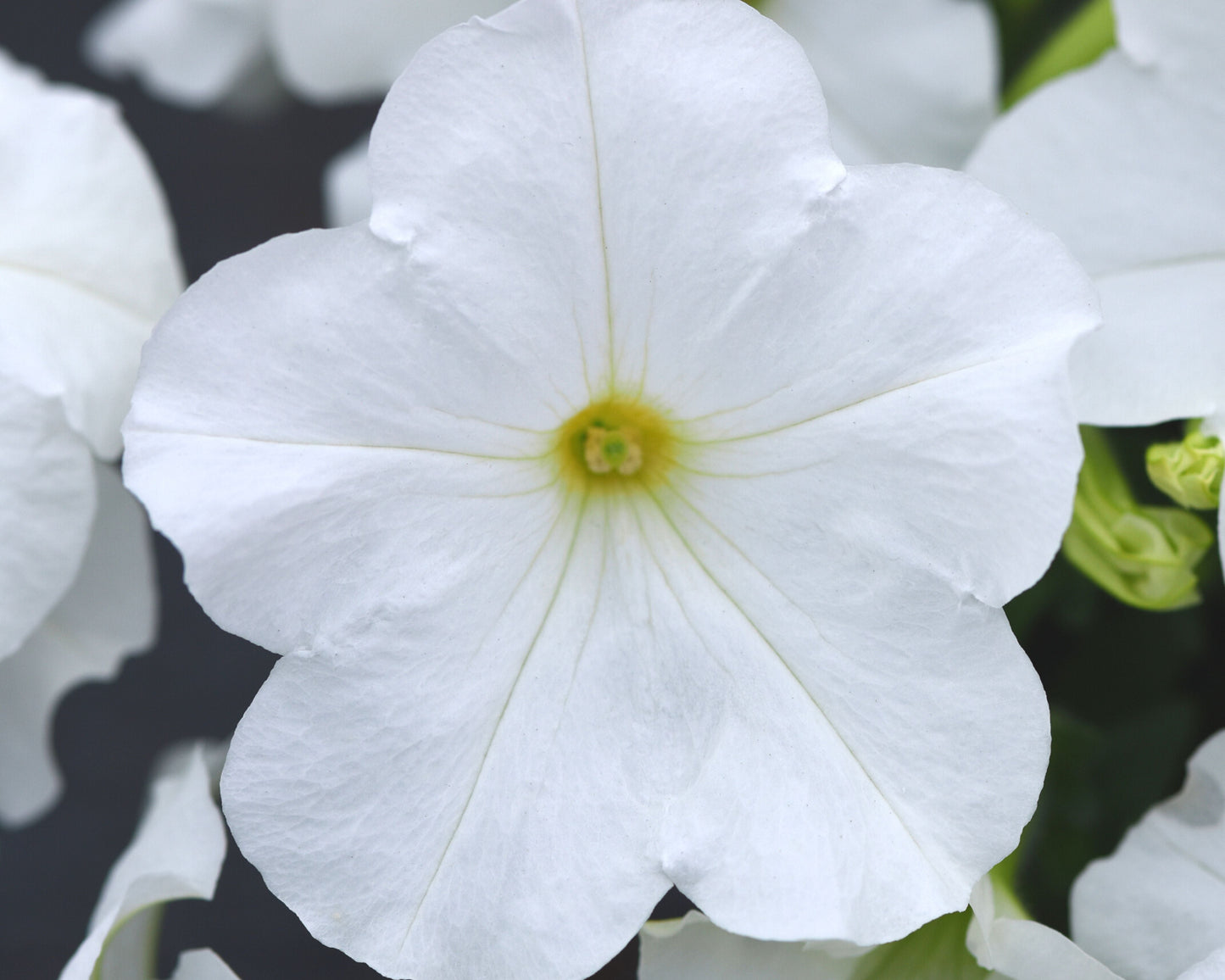 White hybrid spreading petunia from E3 Easy Wave, shown in seed packet with 8 pellets, by Seeds 'n Such.