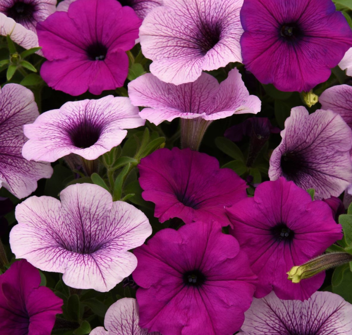 Packet of Seeds 'n Such Easy Wave Plum Pudding Mix hybrid petunia seeds with 8 pellets for vibrant, cascading garden flowers.