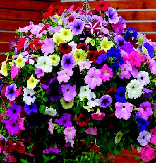 Hybrid Easy Wave® Formula Mix Petunia seeds packet with 8 spreading pellets from Seeds 'n Such for vibrant garden blooms.