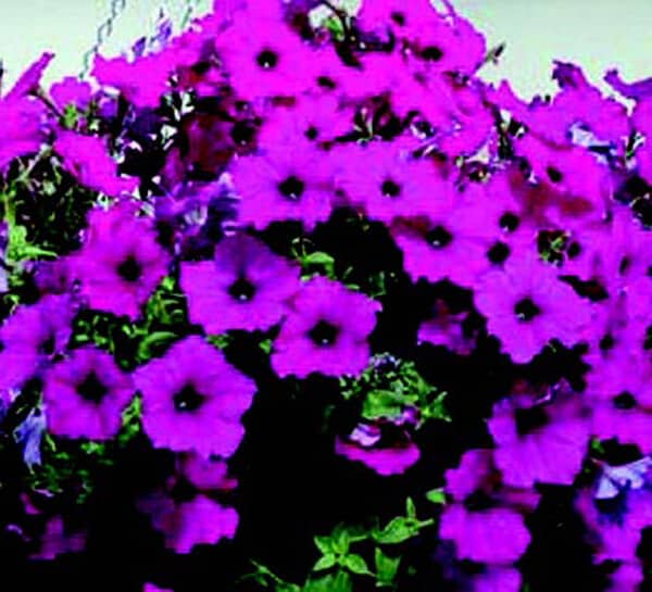 Hybrid Easy Wave Violet Spreading Petunia Seeds by Seeds 'n Such in a packet with 8 seed pellets, ideal for vibrant garden flowers.
