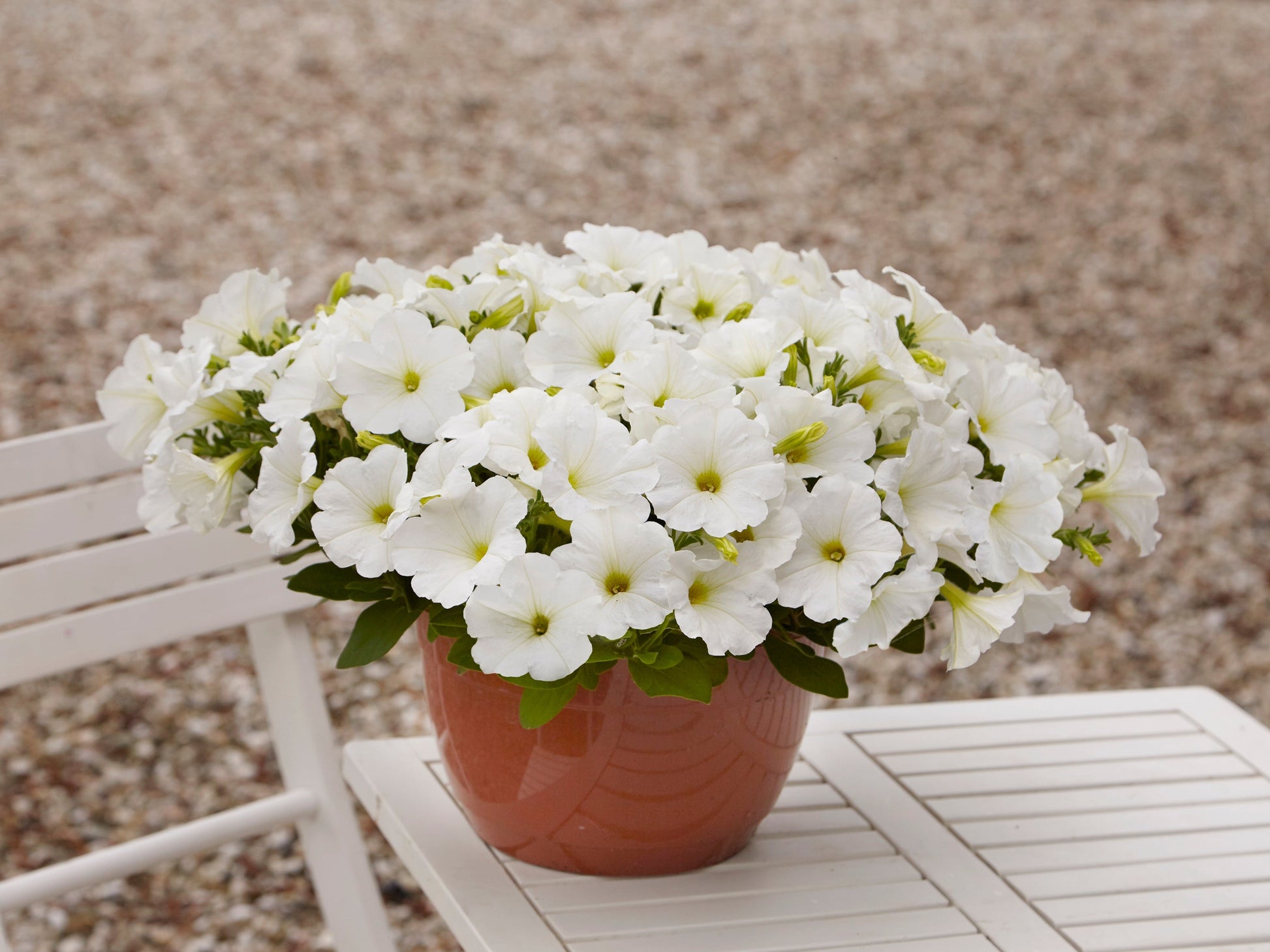 Hybrid Easy Wave White Spreading Petunia Seeds from Seeds 'n Such in a packet with 8 pellets, ideal for vibrant garden displays.