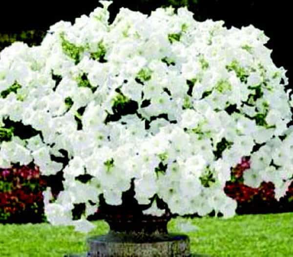 Hybrid Easy Wave white spreading petunia seeds from Seeds 'n Such in a packet with 8 pellet seeds for garden planting.