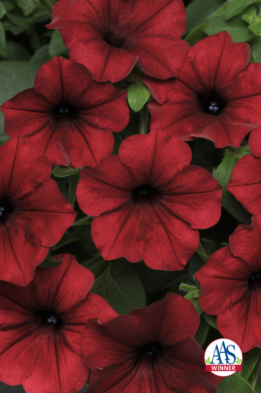 Hybrid Tidal Wave® Red Velour Spreading Petunia Seeds in seed packet, vibrant red velour blooms, from Seeds 'n Such.