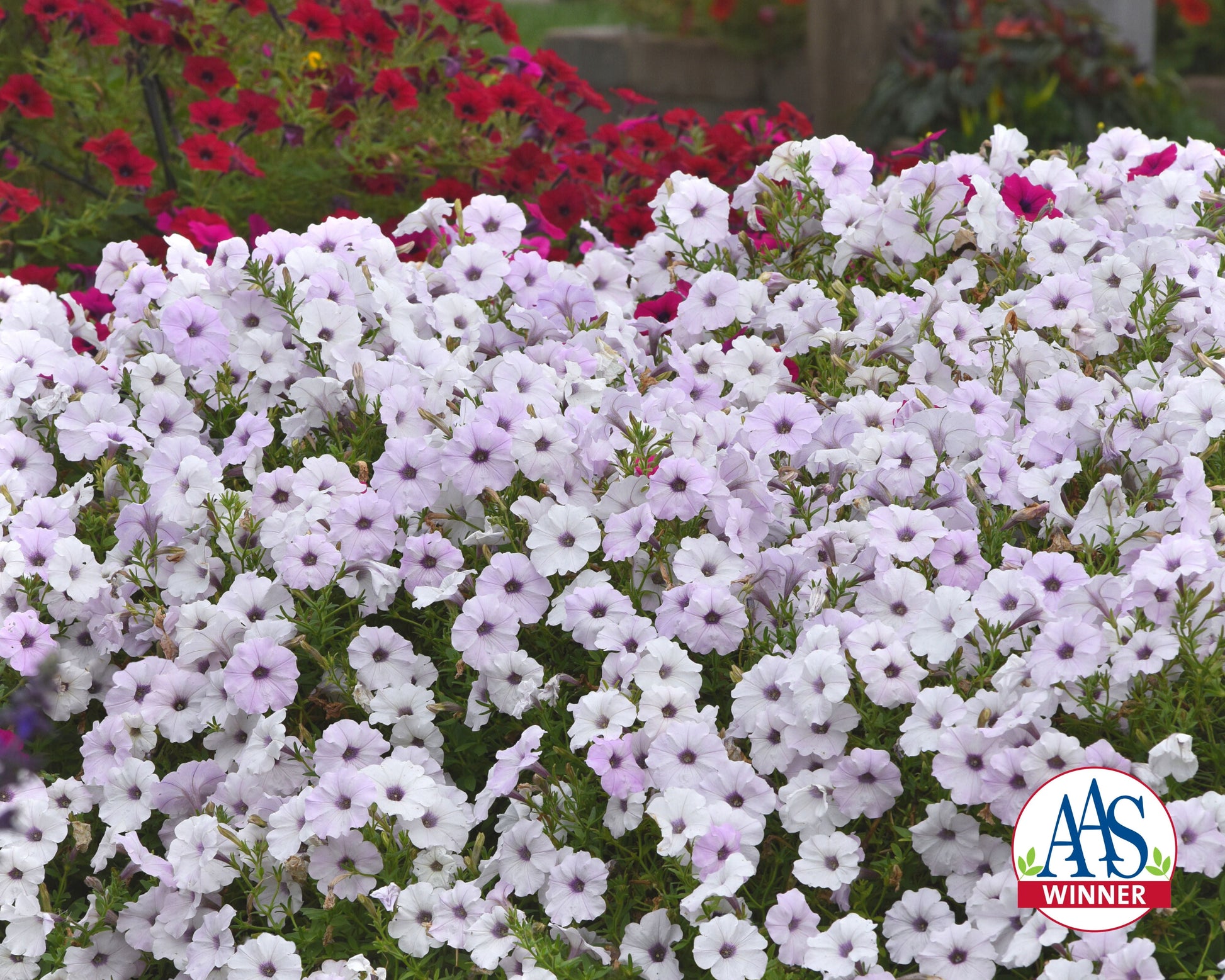 Hybrid Tidal Wave Silver Spreading Petunia Seeds by Seeds 'n Such in a packet with 8 pellets, ready for planting.