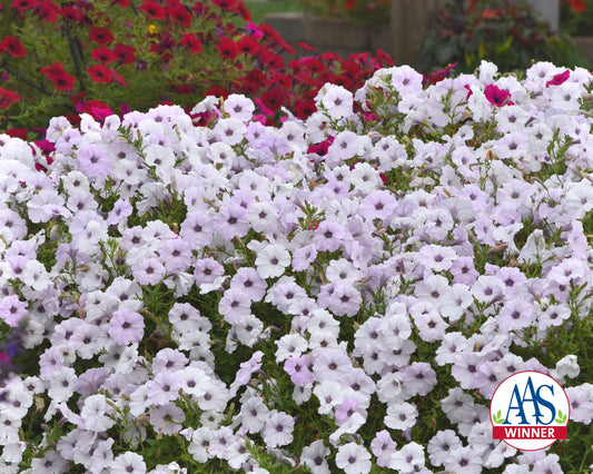 Hybrid Tidal Wave Silver Spreading Petunia Seeds by Seeds 'n Such in a packet with 8 pellets, ready for planting.