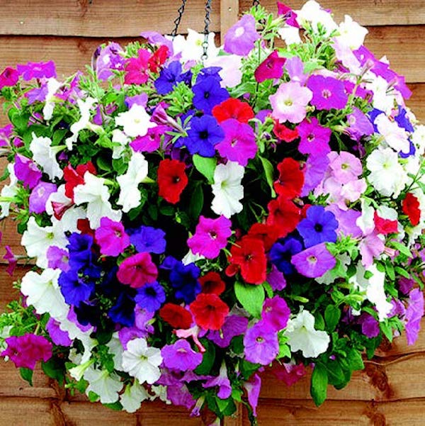 Hybrid Trilogy Custom Mix Petunia Seeds by Seeds 'n Such, packet showing 8 pellets of vibrant spreading petunia seeds.