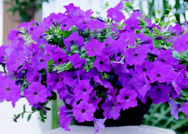 Lavender Wave seeds from Seeds 'n Such in a packet with 8 pellets, ideal for planting fragrant lavender in gardens.