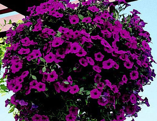 Purple Wave® Spreading Petunia Seeds packet from Seeds 'n Such, showing 8 seed pellets for vibrant garden blooms.