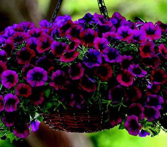 Shock Wave Deep Purple Spreading Petunia Seeds in a Seeds 'n Such packet with 8 pellets for vibrant garden blooms.