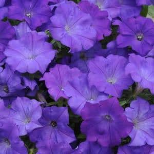 Shock Wave® Denim Petunia Seeds packet showing 8 seed pellets for spreading and planting vibrant blue flowering petunias.
