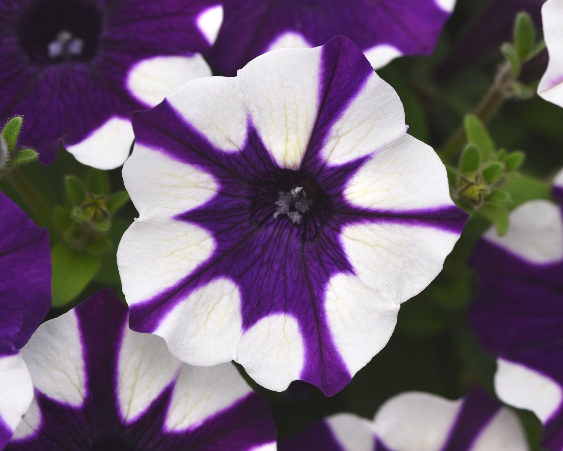 Shock Wave Purple Tie Dye Spreading Petunia Seeds packet from Seeds 'n Such with 8 pellets for vibrant garden blooms.