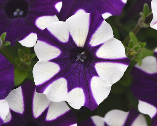 Shock Wave Purple Tie Dye Spreading Petunia Seeds packet from Seeds 'n Such with 8 pellets for vibrant garden blooms.