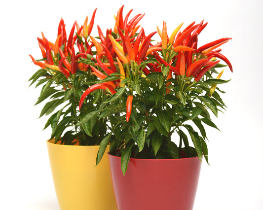 Chilly Chili hybrid pepper seeds in a packet from Seeds 'n Such, ready for planting and growing spicy chili peppers.