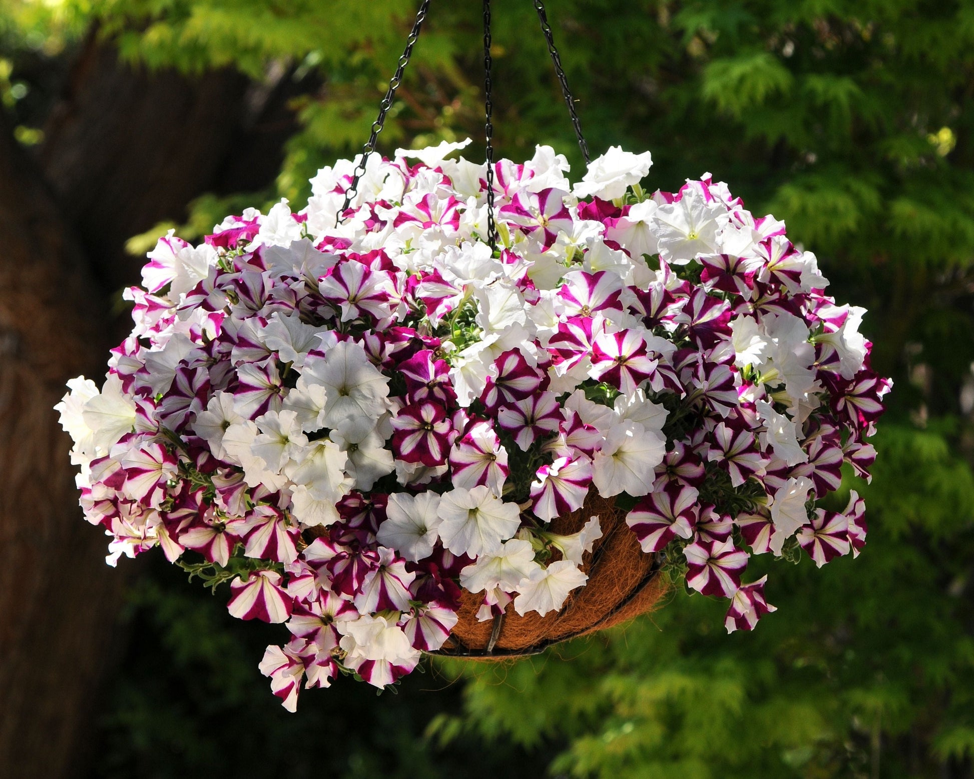 Packet of Seeds 'n Such Hybrid Easy Wave Starfish Mix Petunia Seeds showing colorful flower images and seed packet details.