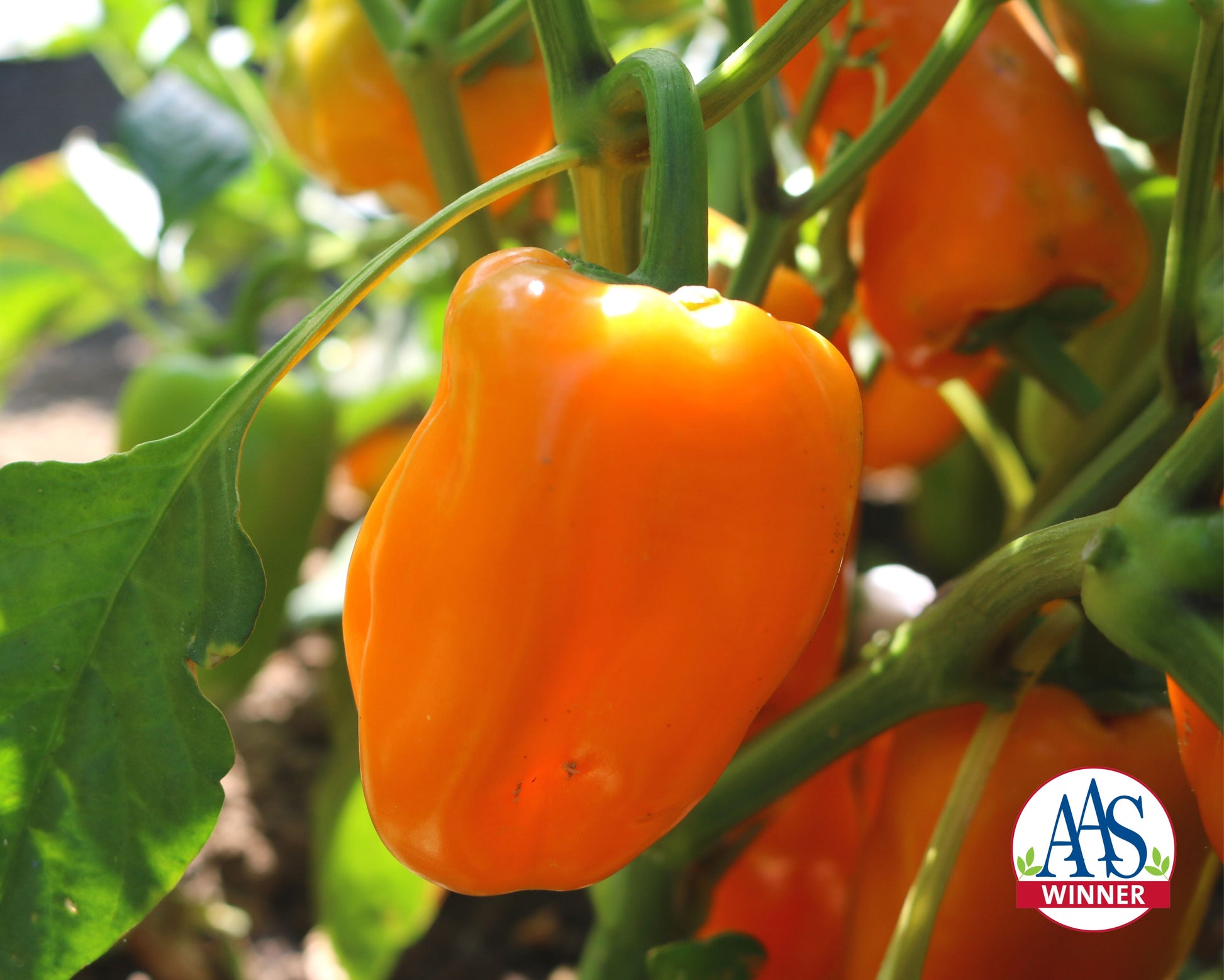 Packet of Seeds 'n Such Just Sweet Hybrid Snack Pepper seeds showing bright, colorful pepper images on the packaging.