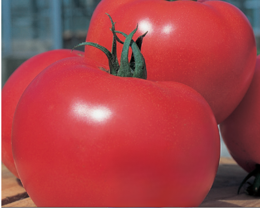 Packet of Seeds 'n Such Momotaro or Tough Boy hybrid tomato seeds showing 8 seed grains in a colorful packet.
