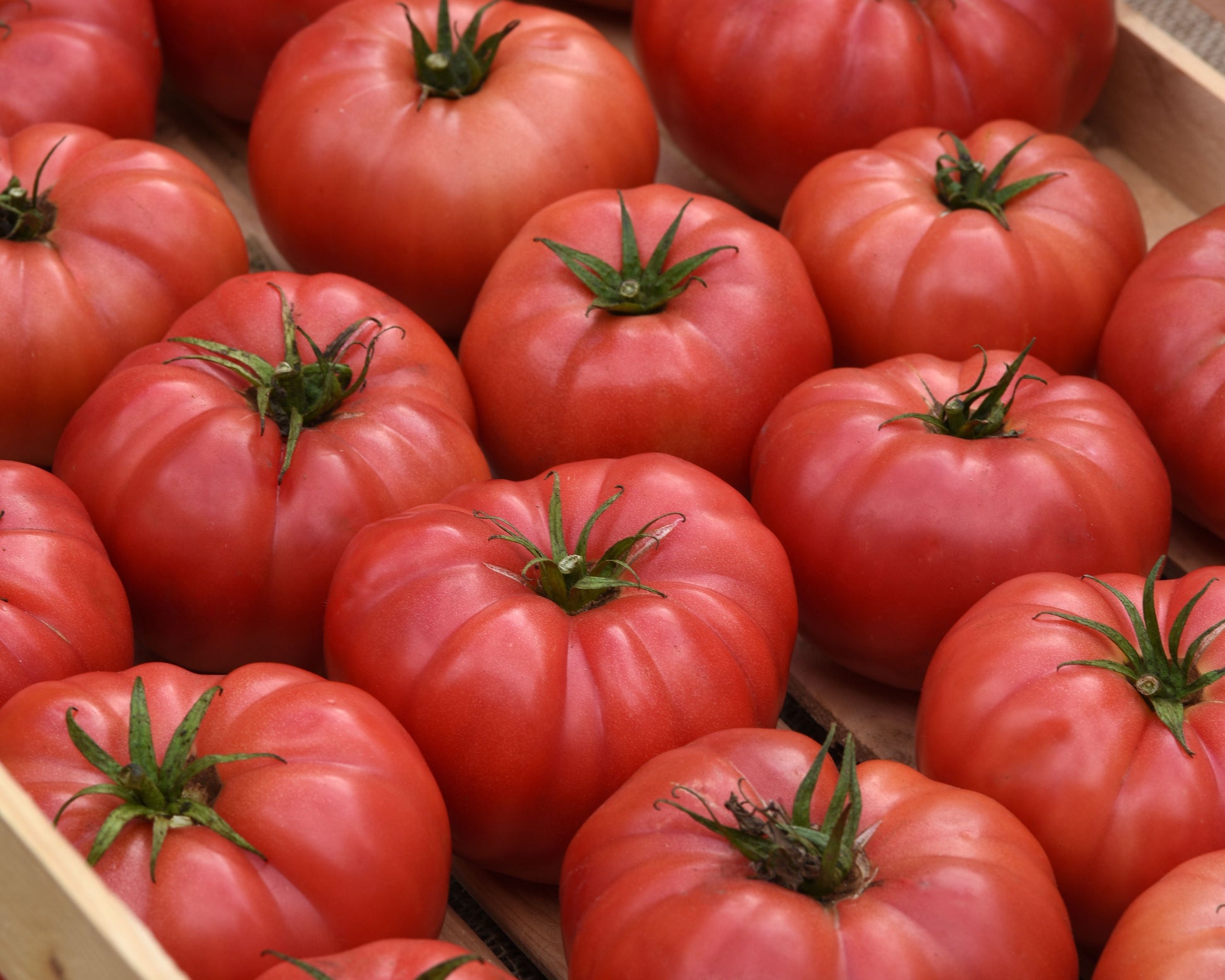 BlushingStar Hybrid Pink Beefsteak Tomato seeds packet from Seeds 'n Such, featuring vibrant pink beefsteak tomato seed images.