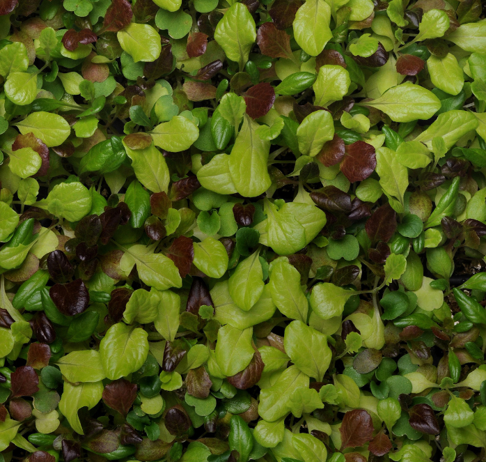 Alfresco Mesclun Blend Lettuce Seeds packet from Seeds 'n Such with 8 to 10 pellets for fresh salad greens.