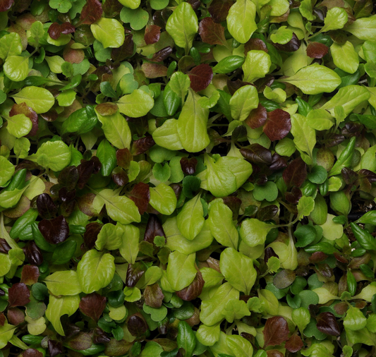 Alfresco Mesclun Blend Lettuce Seeds packet from Seeds 'n Such with 8 to 10 pellets for fresh salad greens.