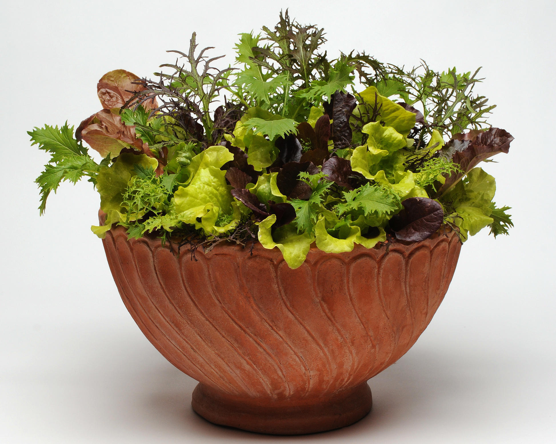 Seeds 'n Such SimplySalad Global Gourmet Mix Seeds packet with 8 to 10 pellet seed portions for fresh salad ingredients.