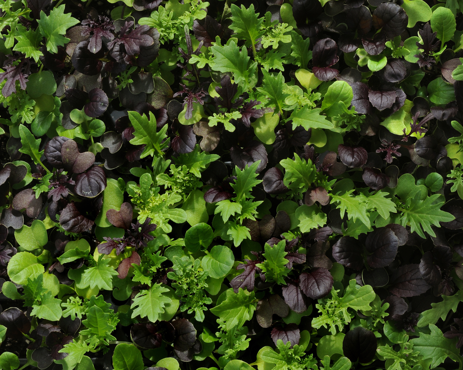 Packet of SimplySalad® Global Gourmet Mix Seeds by Seeds 'n Such showing 8 to 10 seed pellets for fresh salad greens.
