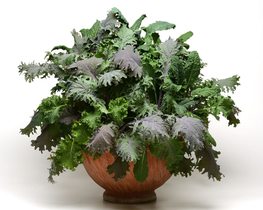 Packet of Seeds 'n Such SimplySalad Kale Storm Mix seeds showing 8 to 10 pellet-shaped seed clusters.