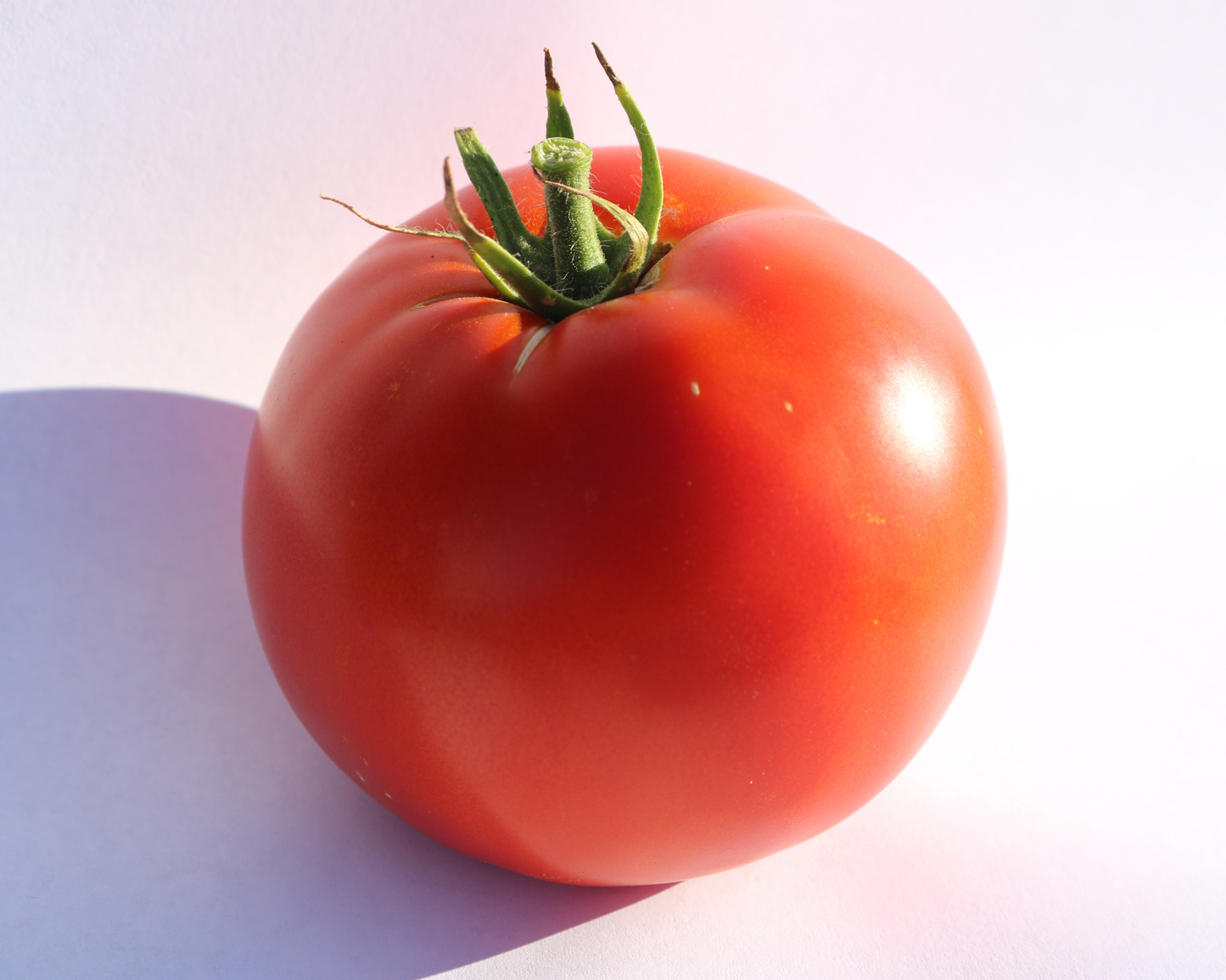 Packet of Big Beef Plus Hybrid Tomato Seeds from Seeds 'n Such with 8 to 10 seeds visible inside the packaging.