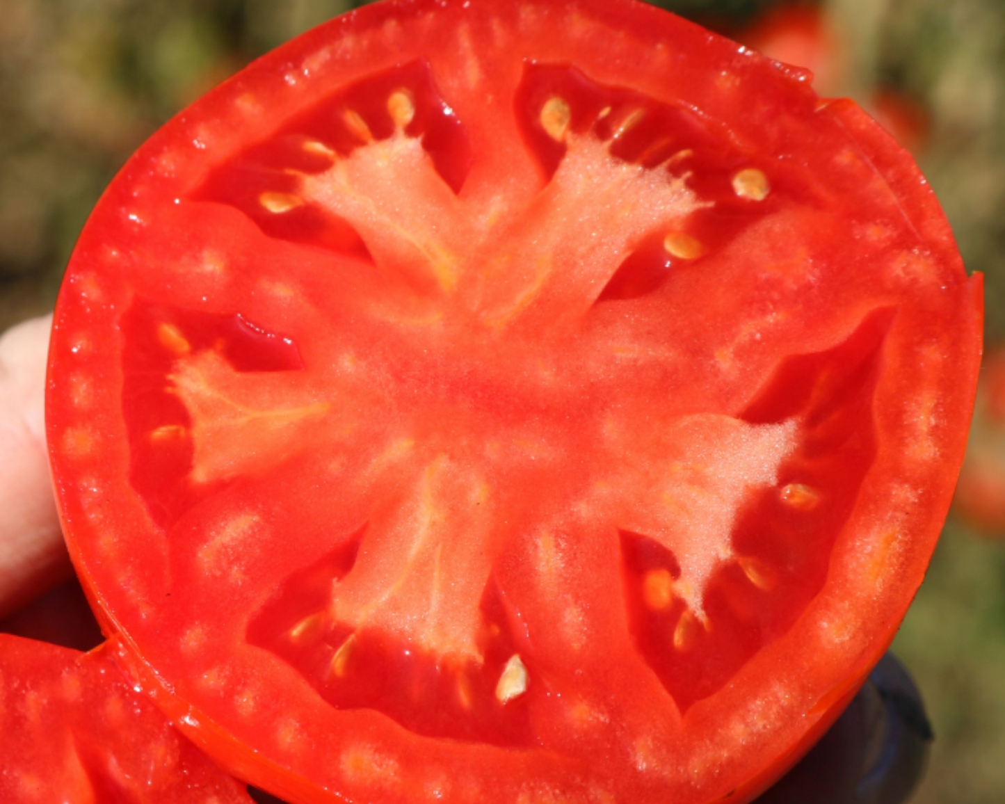 Packet of Biltmore Hybrid Tomato Seeds from Seeds 'n Such showing 8 to 10 seeds inside the seed packet.