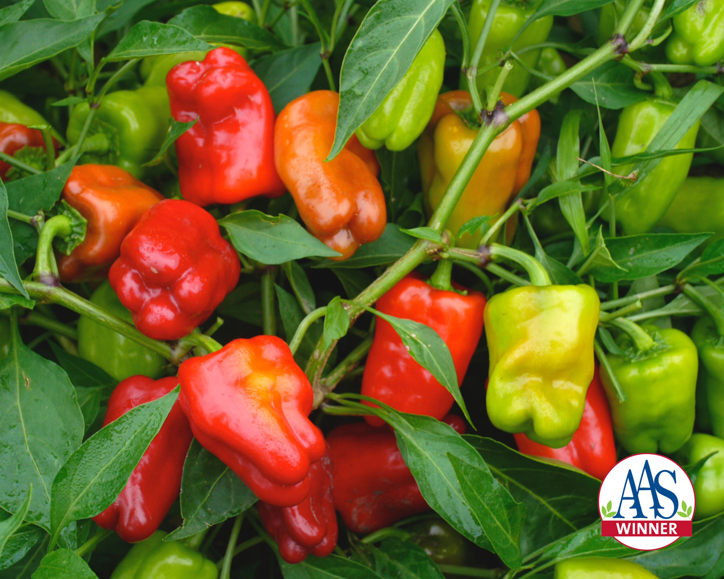Cajun Belle Hybrid Bell Pepper Seeds packet by Seeds 'n Such showing 8-10 seeds for planting and gardening.