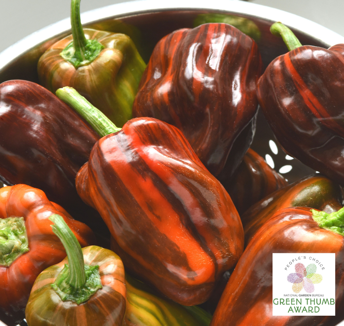 Candy Cane Chocolate Cherry Hybrid Pepper Seeds from Seeds 'n Such, showing a packet of 8-10 seeds for planting.