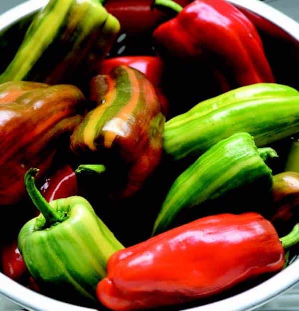 Packet of Candy Cane Red Hybrid Pepper Seeds by Seeds 'n Such, showing bright red pepper seed packet with seeds inside