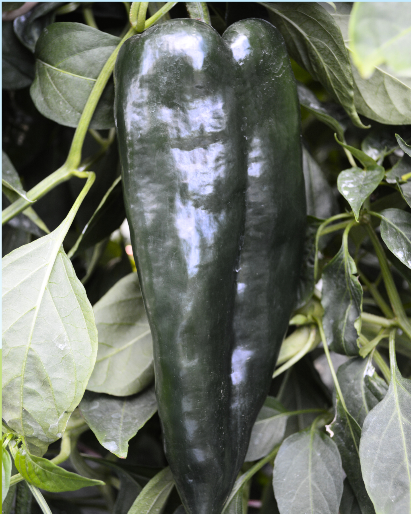 Carranza Hybrid Pepper Seeds packet from Seeds 'n Such showing 8 to 10 seeds for planting.