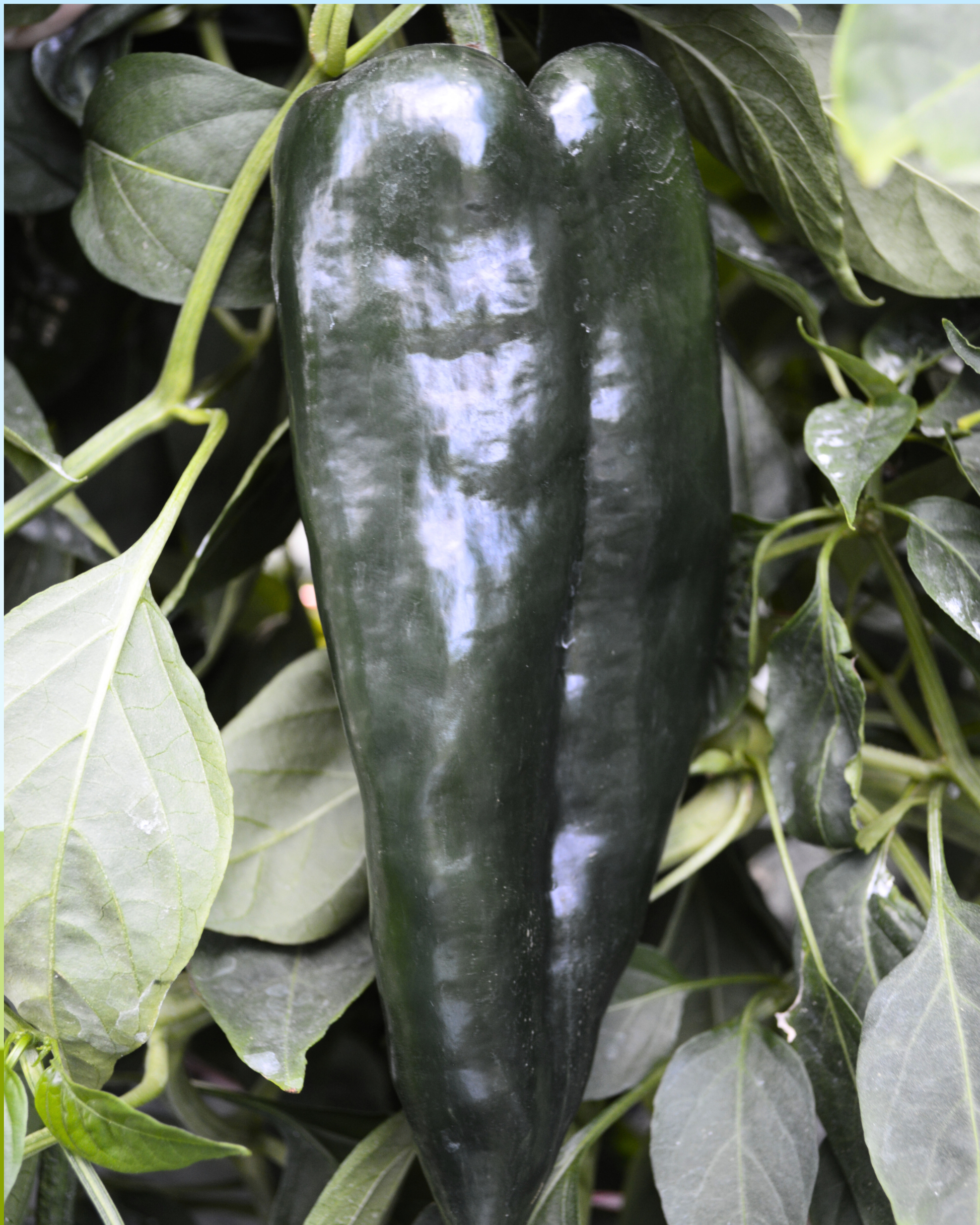 Carranza Hybrid Pepper Seeds packet from Seeds 'n Such showing 8 to 10 seeds for planting.