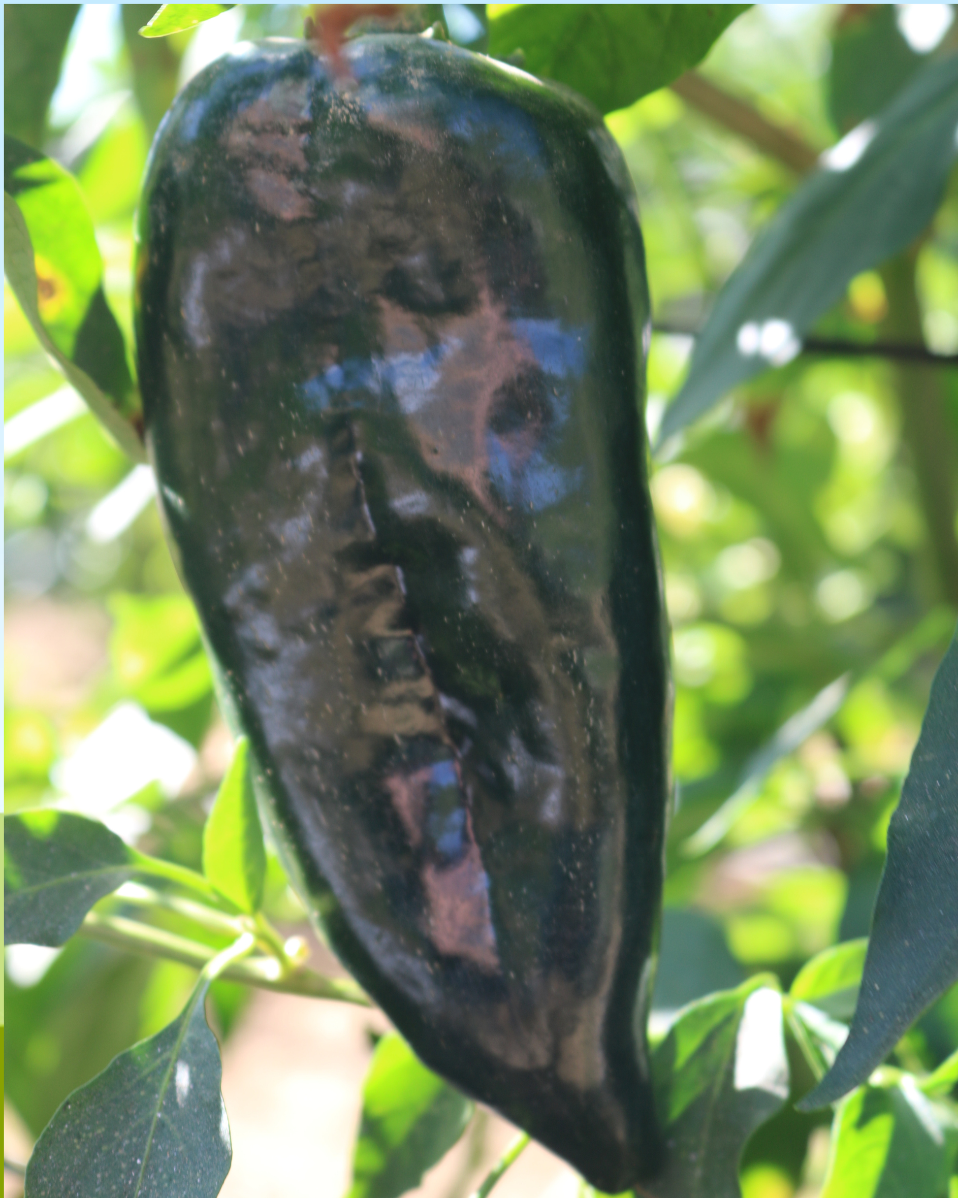 Carranza Hybrid Pepper Seeds packet by Seeds 'n Such, showing 8 to 10 seeds for planting and growing peppers.