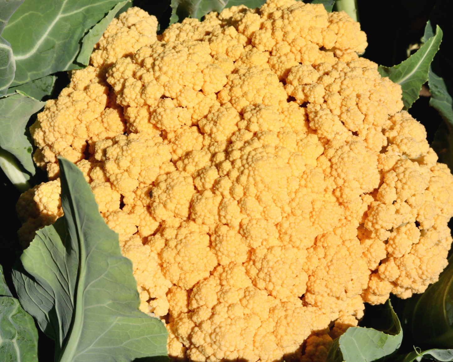 Packet of Seeds 'n Such Cheddar Hybrid Cauliflower Seeds showing 8 to 10 seeds in a colorful seed packet.