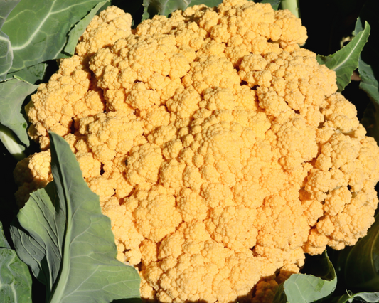 Packet of Seeds 'n Such Cheddar Hybrid Cauliflower Seeds showing 8 to 10 seeds in a colorful seed packet.
