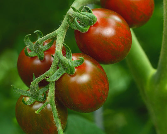 Packet of Seeds 'n Such Chocolate Sprinkles Hybrid Tomato Seeds featuring 8-10 seeds for growing delicious, unique chocolate-colored tomatoes.
