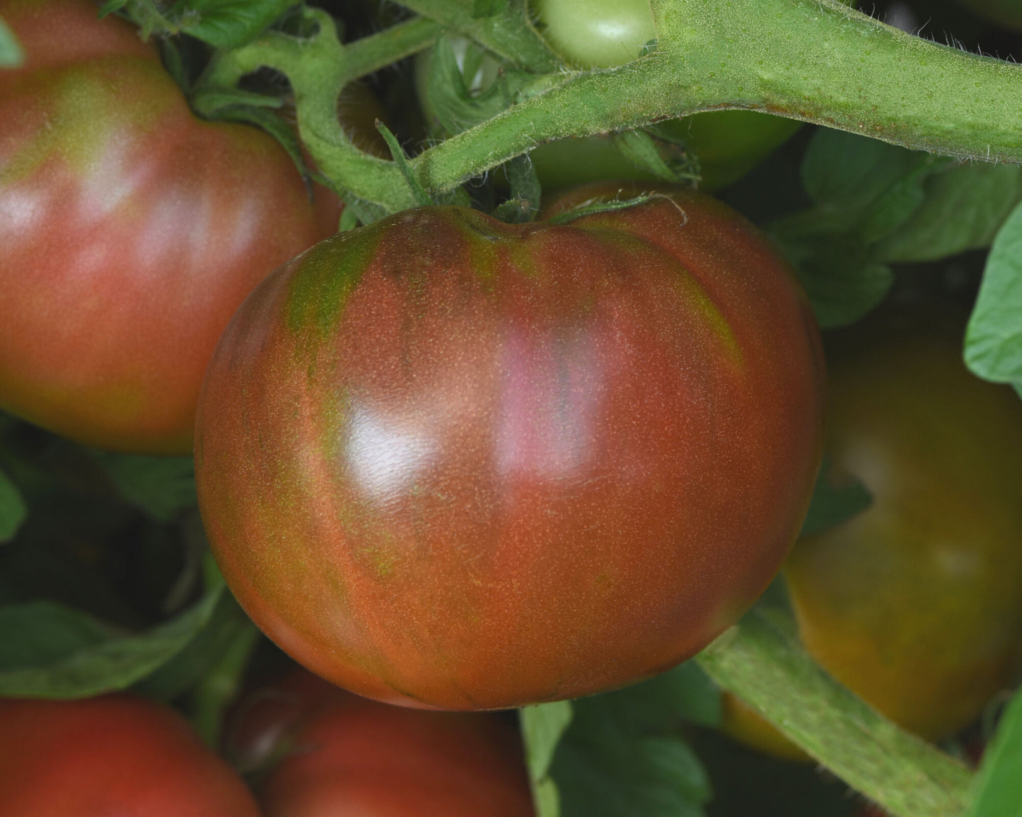 Darkstar Hybrid Tomato Seeds packet from Seeds 'n Such, showing 8-10 seeds inside, ideal for home gardening and vegetable growing
