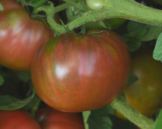 Darkstar Hybrid Tomato Seeds packet from Seeds 'n Such, showing 8-10 seeds inside, ideal for home gardening and vegetable growing