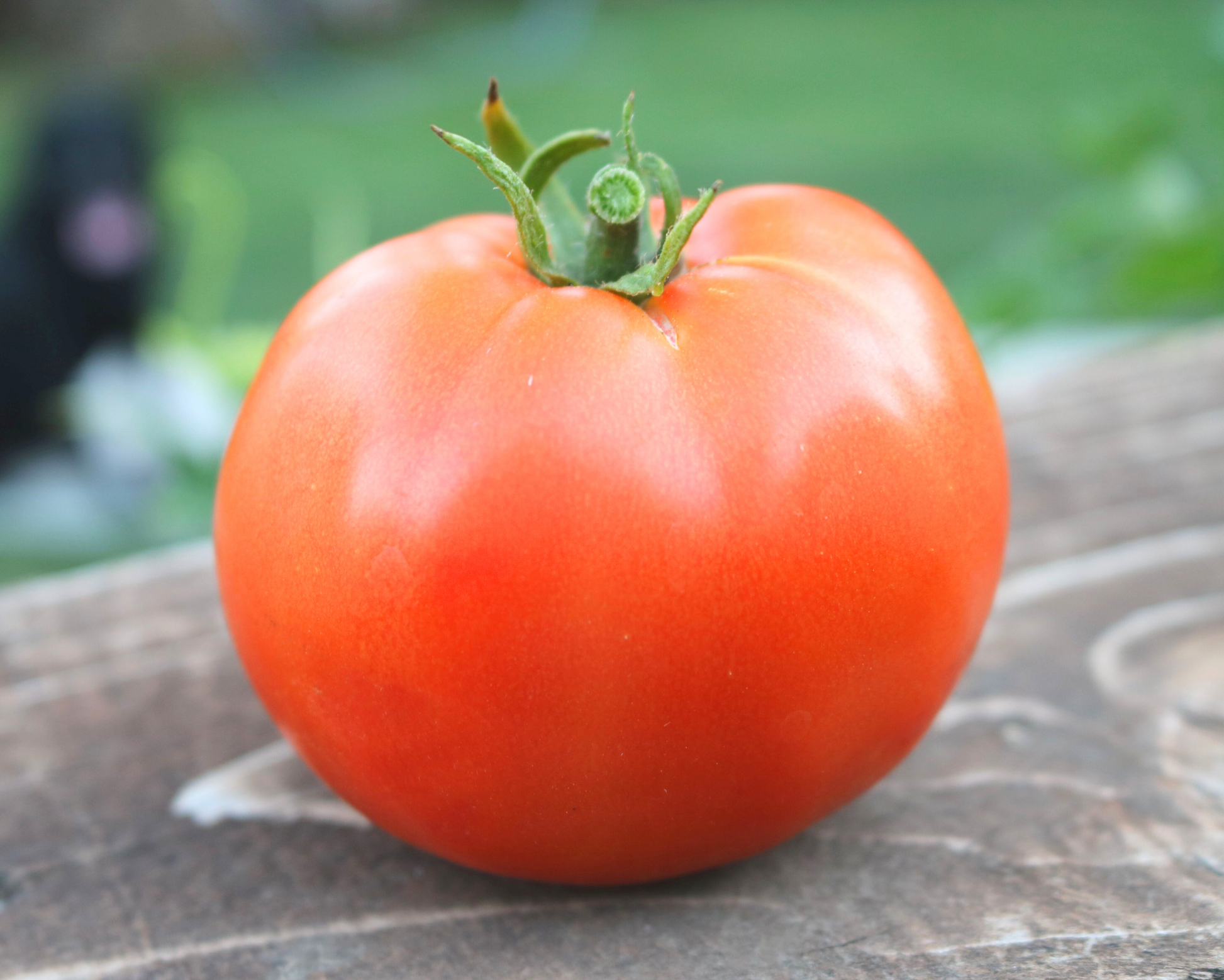 Heatmaster hybrid tomato seeds packet by Seeds 'n Such showing 8 to 10 seeds on a colorful seed packet.