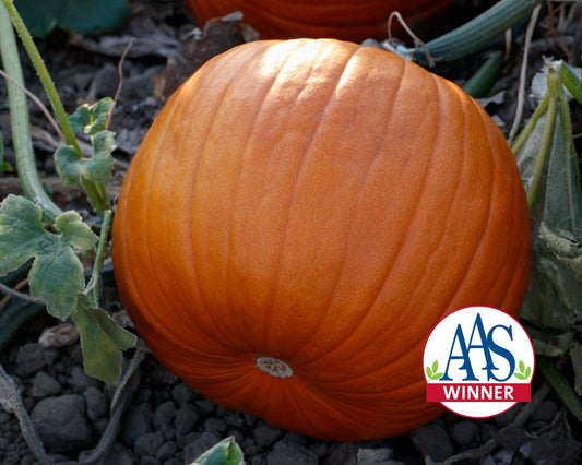 Packet of Hijinks Hybrid Pumpkin Seeds from Seeds 'n Such, showcasing vibrant seed packet with ripe pumpkin seeds.